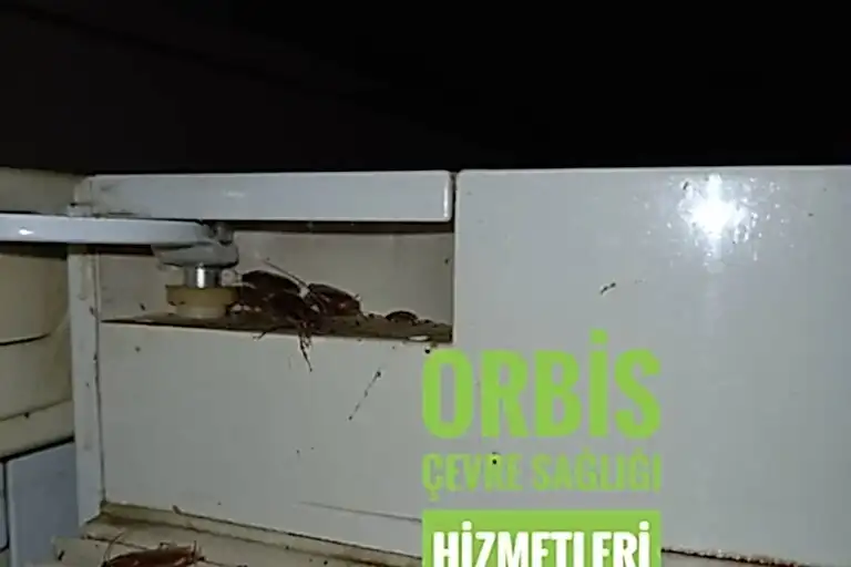 alman hamam böceği